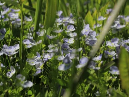 Ульяновские аграрии отправили 2000 тонн льна в Латвию