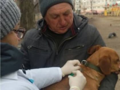 В пригороде Ульяновска проведут вакцинацию животных от бешенства