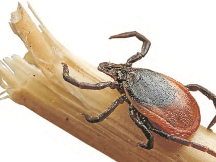 Клещ, я тебя не боюсь. Пришла пора ульяновцам вакцинироваться и ставить прививку питомцу