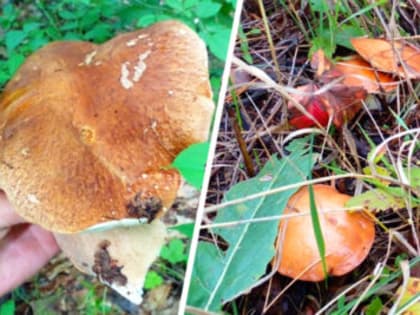 Сбор дикоросов будет прозрачным? Ульяновским грибникам могут разрешить получать федеральные льготы
