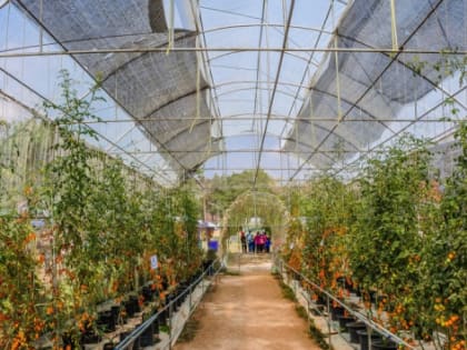 В Ульяновской области в сельское хозяйство внедряют ИИ