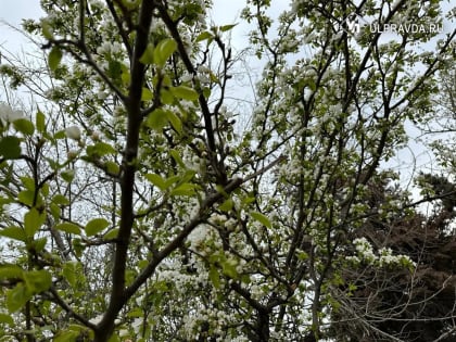 В среду в Ульяновской области прогнозируют дождь с грозой