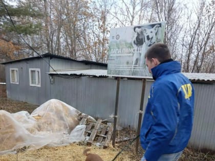 Активисты ЛДПР поддержали приют для животных в день домашних животных