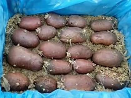 Садоводы, пора! Как ульяновцам подготовить картофель к посадке