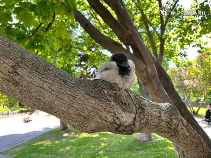 С прояснениями, но опасно. Что принесет в Ульяновскую область северо-восточный ветер