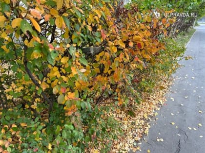 Неустойчивый ветер и малооблачно. Погода в Ульяновской области в четверг