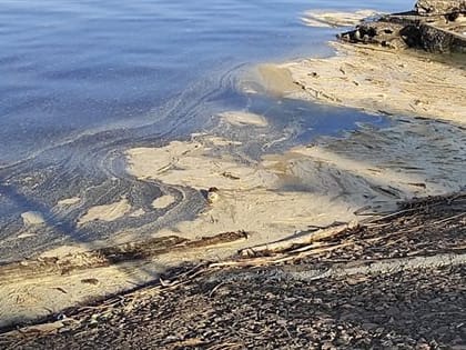 Загрязнённой Волгой в Ульяновске займутся федеральные эксперты