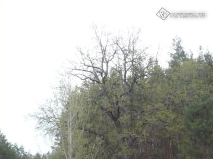 Был языческий, стал православный. Почему Пичеурский дуб может стать «Деревом года»