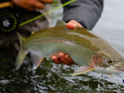 В Ульяновской области туристов начнут принимать в форелевом хозяйстве
