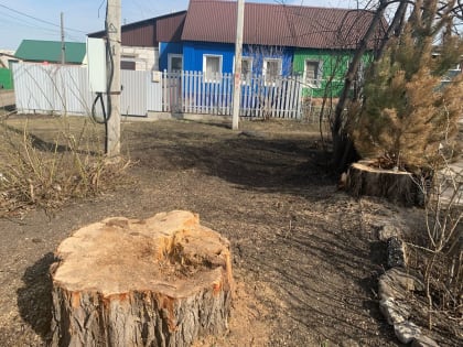 В Ульяновске продолжаются работы по сносу и обрезке аварийных деревьев