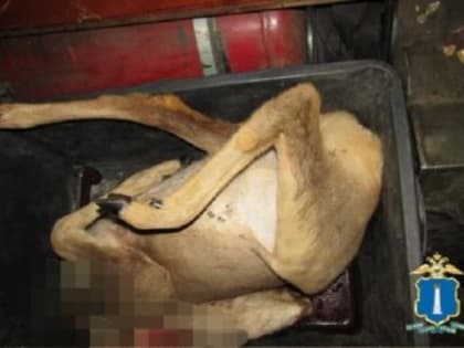 Подстрелил косулю. Ульяновцу грозит два года колонии за незаконную охоту