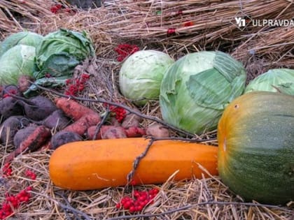 Урожай овощей в регионе превысил 20% от годового плана