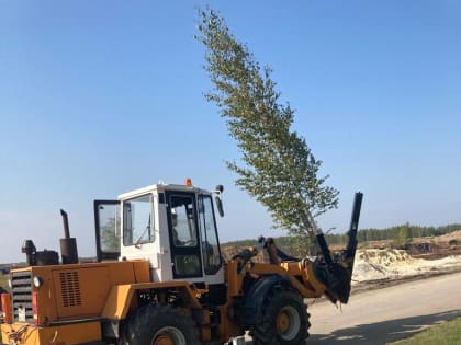 На улице Шигаева началась пересадка деревьев