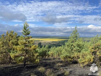 МЧС призывает ульяновцев не разводить костры в лесах