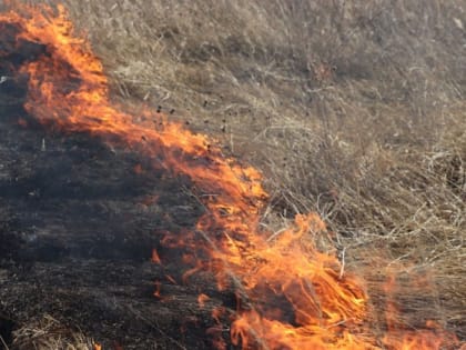 В Тереньгульском районе огнеборцы три с половиной часа боролись с лесным пожаром