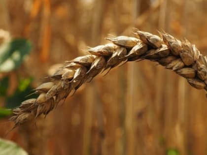 Урожай в России: как погодные условия влияют на продовольственную безопасность