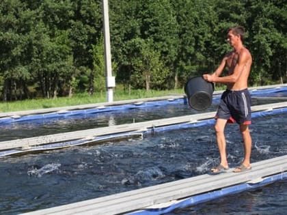 Производство форели в Ульяновске значительно увеличилось