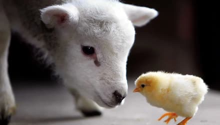 Птицеводство и животноводство