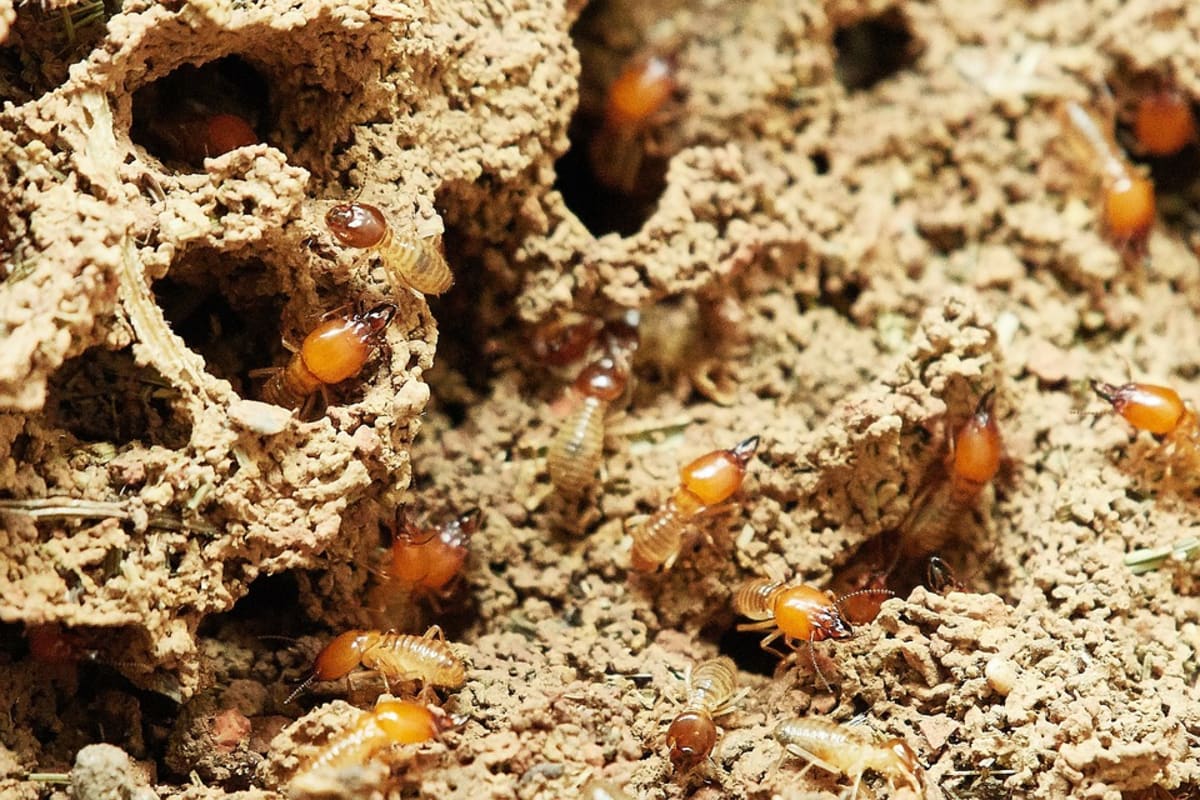 Diagnostic Termites : Prix, validité, procédure et conseils