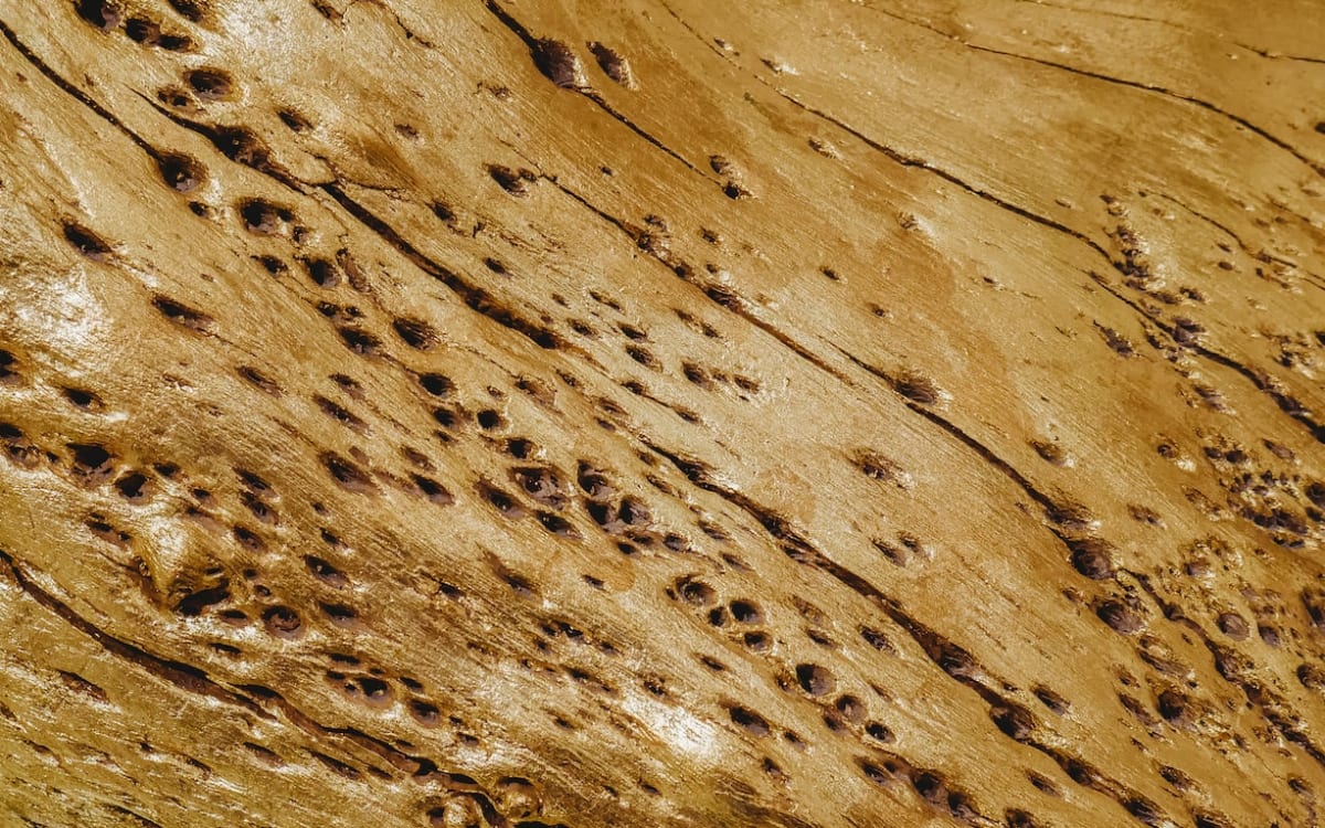 Prix d'un diagnostic termites en 2022 : Tout savoir