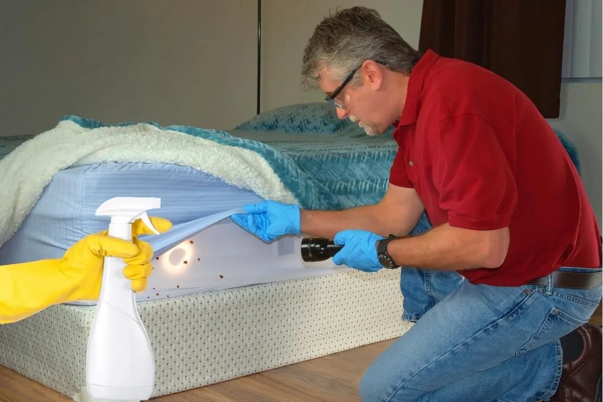 Éradiquer les punaises de lit : l'astuce peu connue avec un ingrédient de votre cuisine