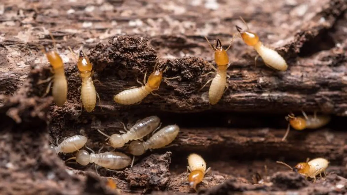 Invasion de termites : Ce que vous devez absolument connaître pour protéger votre maison !