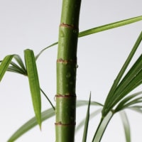 Mighty Bamboo Panthenol Cream - Thumbnail 4