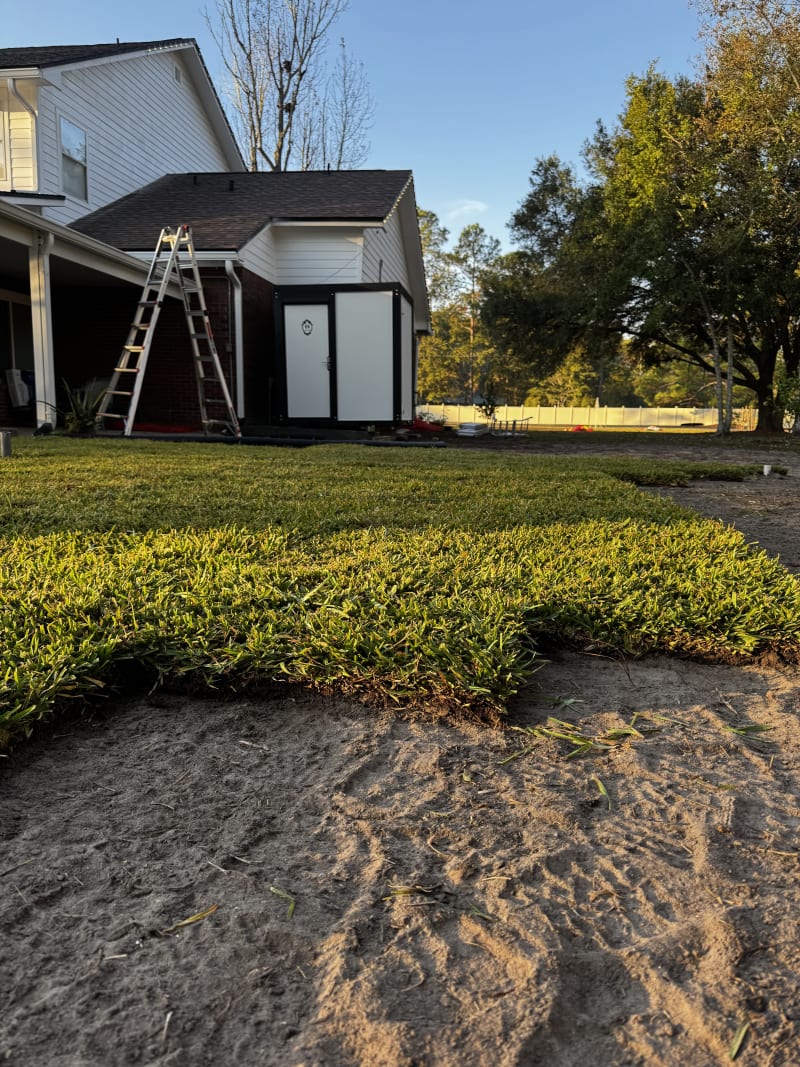 Sod lawn close-up