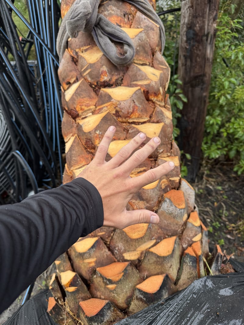 Palm trimming result