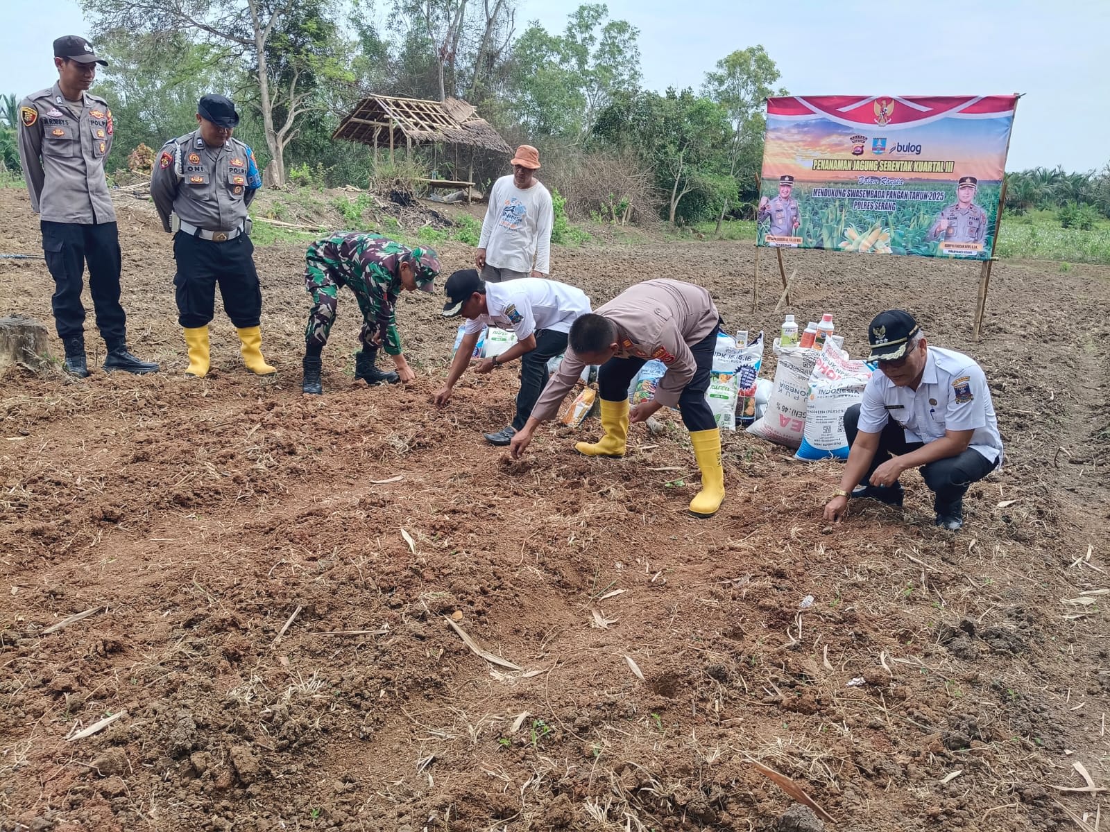 Dari Ladang Untuk Negeri : Polsek Carenang Tanam Jagung Kuartal III untuk Wujudkan Swasembada Pangan