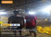 Pemuda Asal Kampung Koja Sukses Jadi Pengusaha Ternak Ayam Broiler, Punya Tiga Kandang dan Terus Berkembang