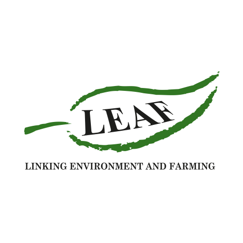 Leaf
