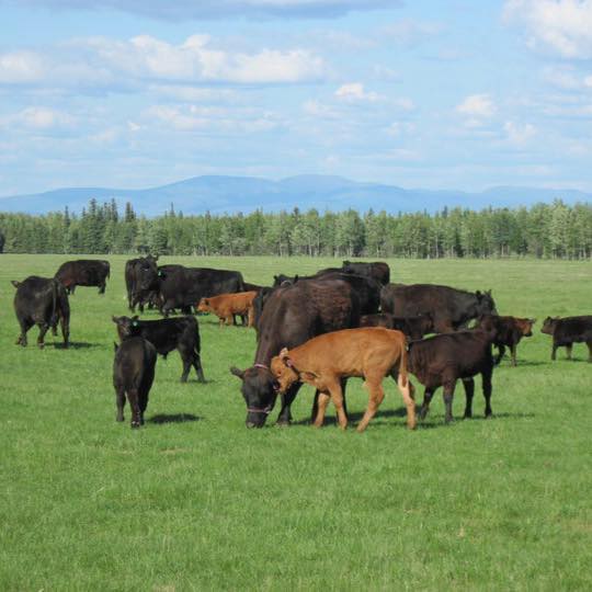 907 Livestock