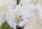 Vivero El Cerezo