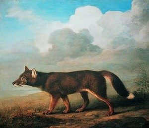 Australian Dingo Foundation