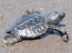 Kurma Asih Sea Turtle Conservation Center