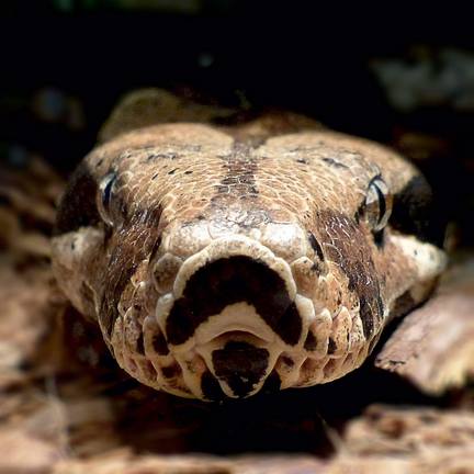 Malta Herpetological Society