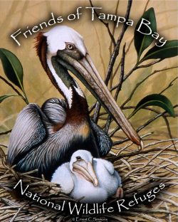 Friends of Tampa Bay National Wildlife Refuges