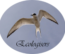 ECOLOGISERS