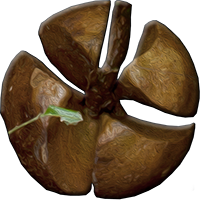 Daintree Rainforest Foundation Ltd