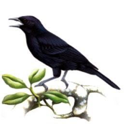 Fundación Naturazul