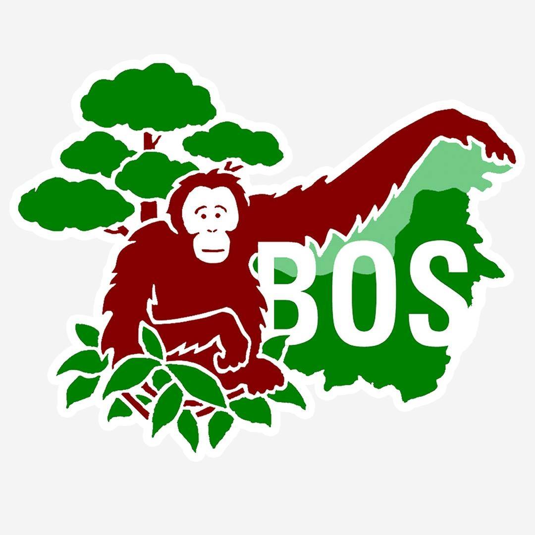 Borneo Orangutan Survival