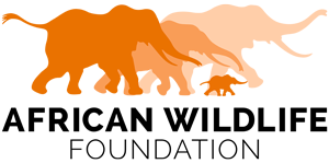 African Wildlife Foundation