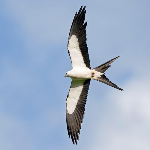Tropical Audubon Society