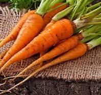 Cà rốt Đà Lạt