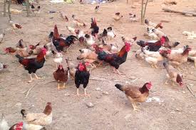 Thịt gà ta thả vườn