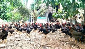 Gà thả đồi hữu cơ