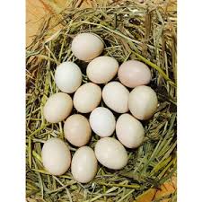 Trứng gà ta sạch (10 quả)