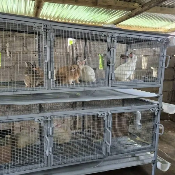 Rabbit Urine Collecting Cage