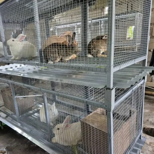 Rabbit Urine Collecting Cage